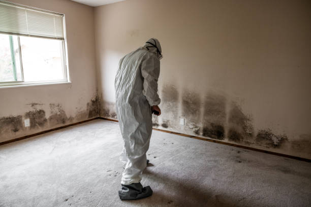 Best Mold Damage Restoration  in Midway, NC