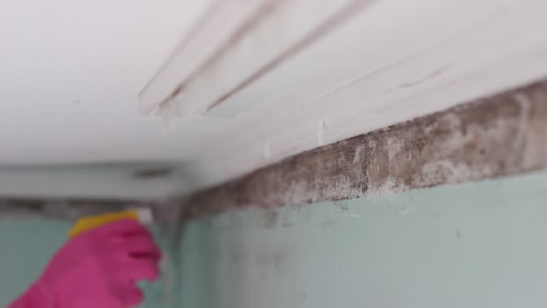 Best Commercial Mold Inspection  in Midway, NC